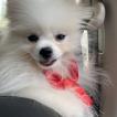 Pipo, Keeshond