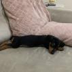 Meg Soares, Dachshund (Pelo Largo)