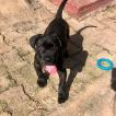 Simón, Cane Corso
