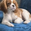 Romy, Cavalier King Charles Spaniel
