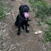 Sati, Cane Corso