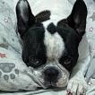 Rock, Bulldog Francés