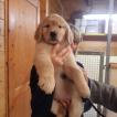 Jia, Golden Retriever