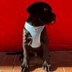 KRATOS, Cane Corso