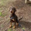 Bella, Dobermann