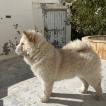 Iris, Chow Chow
