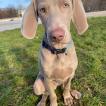 Torfine, Weimaraner