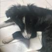 Poopy, Border Collie