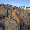 Tango, Dogue Allemand