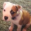 Remi, Staffordshire Bull Terrier