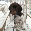 Willow, German Shorthaired Pointer