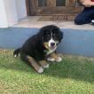 Zizou, Bovaro del bernese