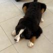 Dibu, Berner Sennenhund