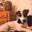 Zelda, Parson Jack Russell Terrier (De Pelaje Corto - Suave)
