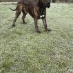 Tyson, Dogo Canario