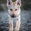 Wylie, Czeslovakian Wolfdog