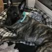 Shiro, Berger Malinois
