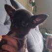 Zeca, Chihuahua