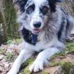 Rimbaud, Border Collie