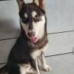 Logan, Husky Siberiano