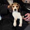 Turia, Beagle