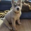 Shiva, Husky Siberien