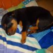 Drako, Rottweiler