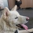 Yuki, Akita Inu