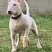 Giacomo, Bull Terrier