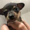 Jamal Ribeiro mathias, Pinscher (Alemán)