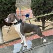 Blue CansJuansa, American Staffordshire Terrier