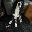 Dash, Springer spaniel inglés