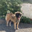 M, Leonberg