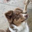 Toscane, Australian Shepherd