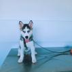 Thor, Siberian Husky