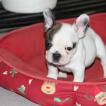 Tino, Bouledogue francese