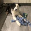 Freya, Border Collie