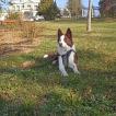 Tolkky, Border Collie