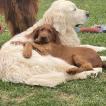 BeeJay, Irish Red Setter