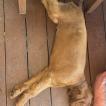 Moose, Setter Irlandés