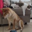 Aka, Shiba Inu
