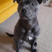 Scout, Staffordshire Bull Terrier