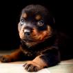 Eva, Rottweiler