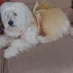 Titi, Coton de Tulear