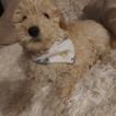 Nala, Caniche
