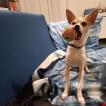 Poppy, Chihuahua langhaariger Schlag