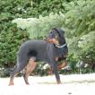 Tao, Beauceron
