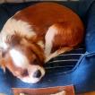 Fil, Cavalier King Charles Spaniel