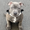 Oakley, Staffordshire Bull Terrier