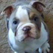 Sassenach, English bulldog